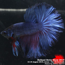 Holland Betta Show 2019