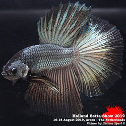 Holland Betta Show 2019