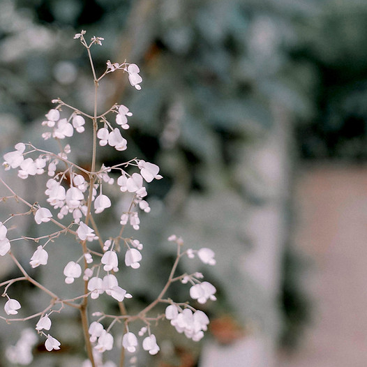 Flower Plant