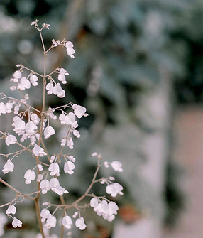Flower Plant