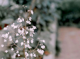 Flower Plant