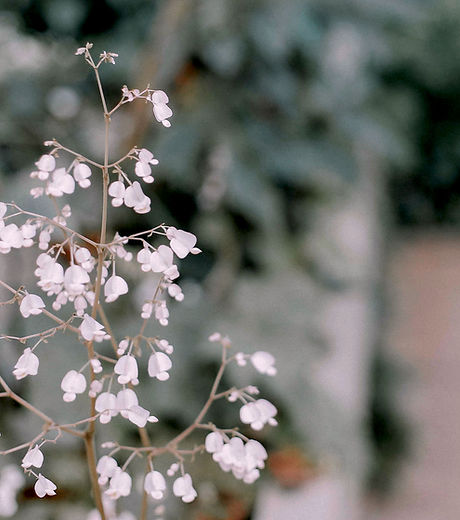 Flower Plant