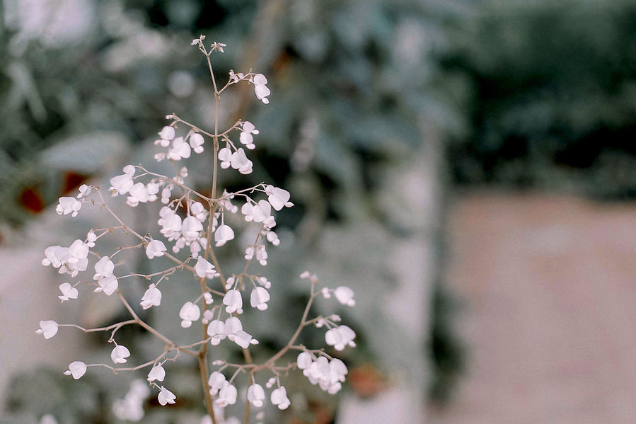 Delicate White Flowers