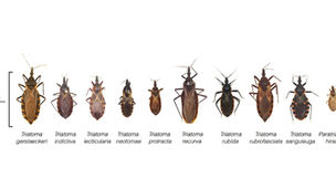 Vampire Bugs? Here's what to know about Chagas Disease