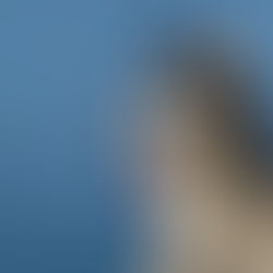 Como Evitar Acidentes com Pets no Elevador: Guia Completo