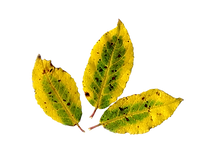 Plant Life