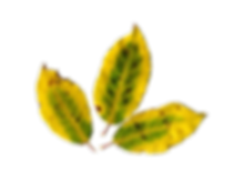 Dry Leaf