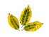 Dry Leaf