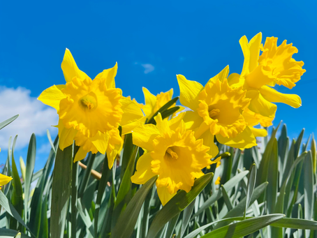 Critiquing Photo Challenge