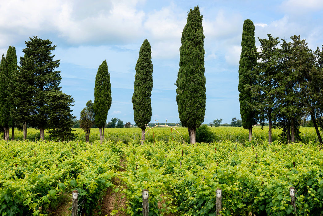 Alice Ronchi, 'SOLE', 2021, installation view at Caccia al Piano, Bolgheri (IT)