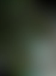 一年たつと…紫陽花の花