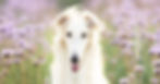 Borzoi