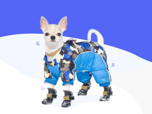dog in a blue jacket