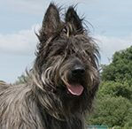 Brindle with Gray Dominant
