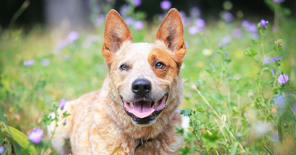 Australian Cattle Dog
