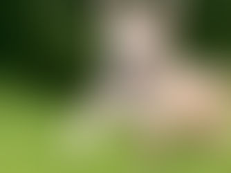 dog with the zoomies