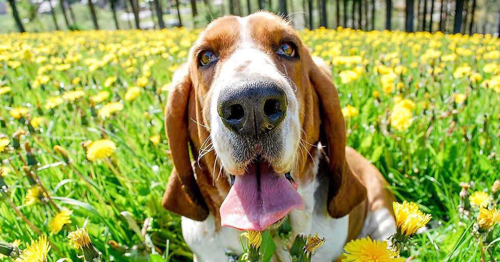 Basset Hound