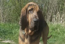 Basset Bloodhound
