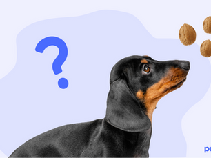 dog looking at three walnuts