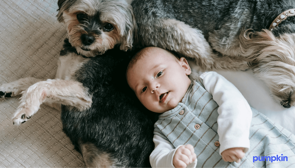 How To Introduce Your Baby To Your Dog