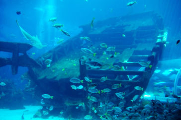 SEA AQUARIUM@シンガポール セントーサ島の水族館シーアクアリウム