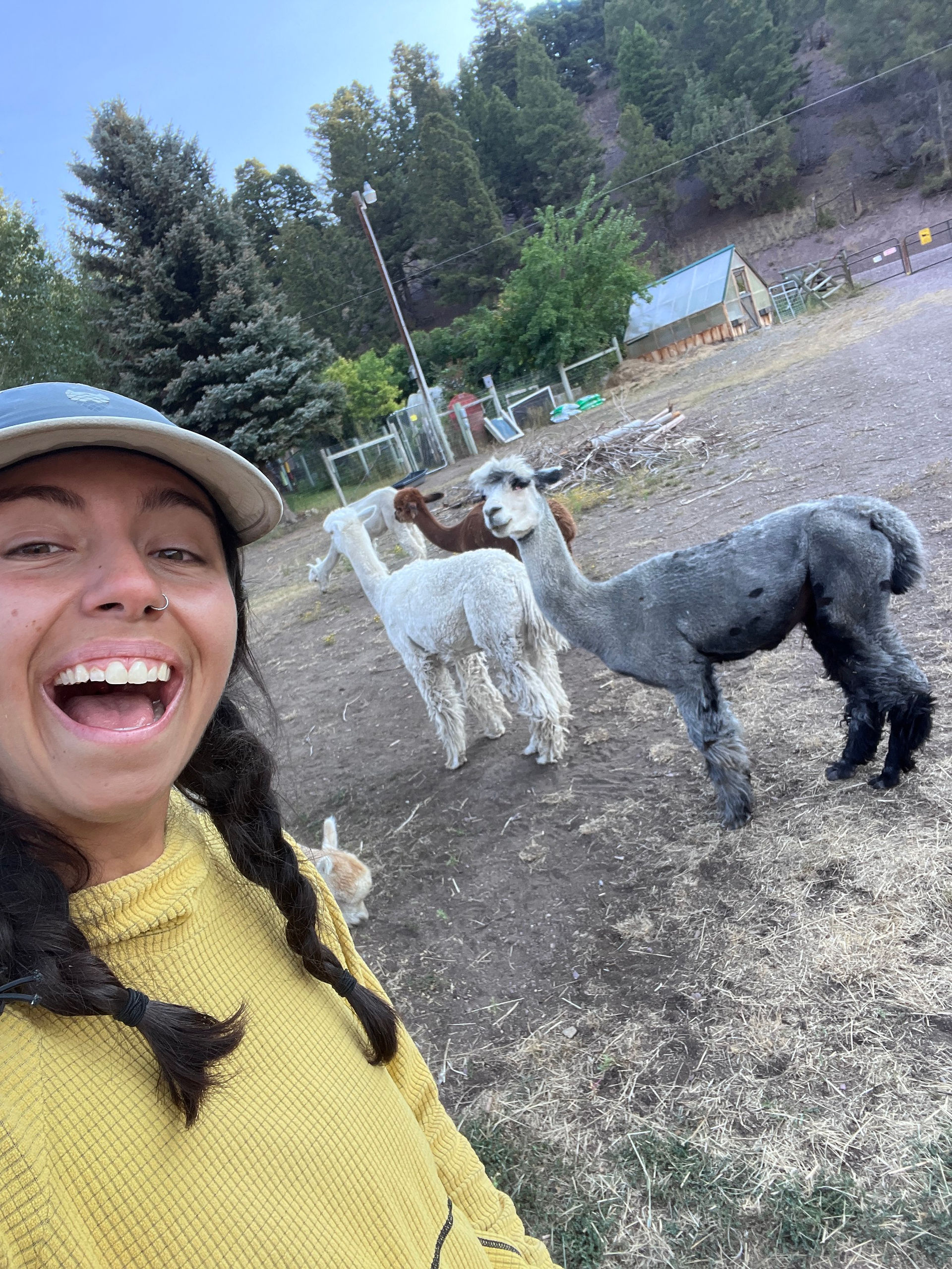alpaca farm along the Great Divide Mountain Bike Route near the Continental Divide Trail