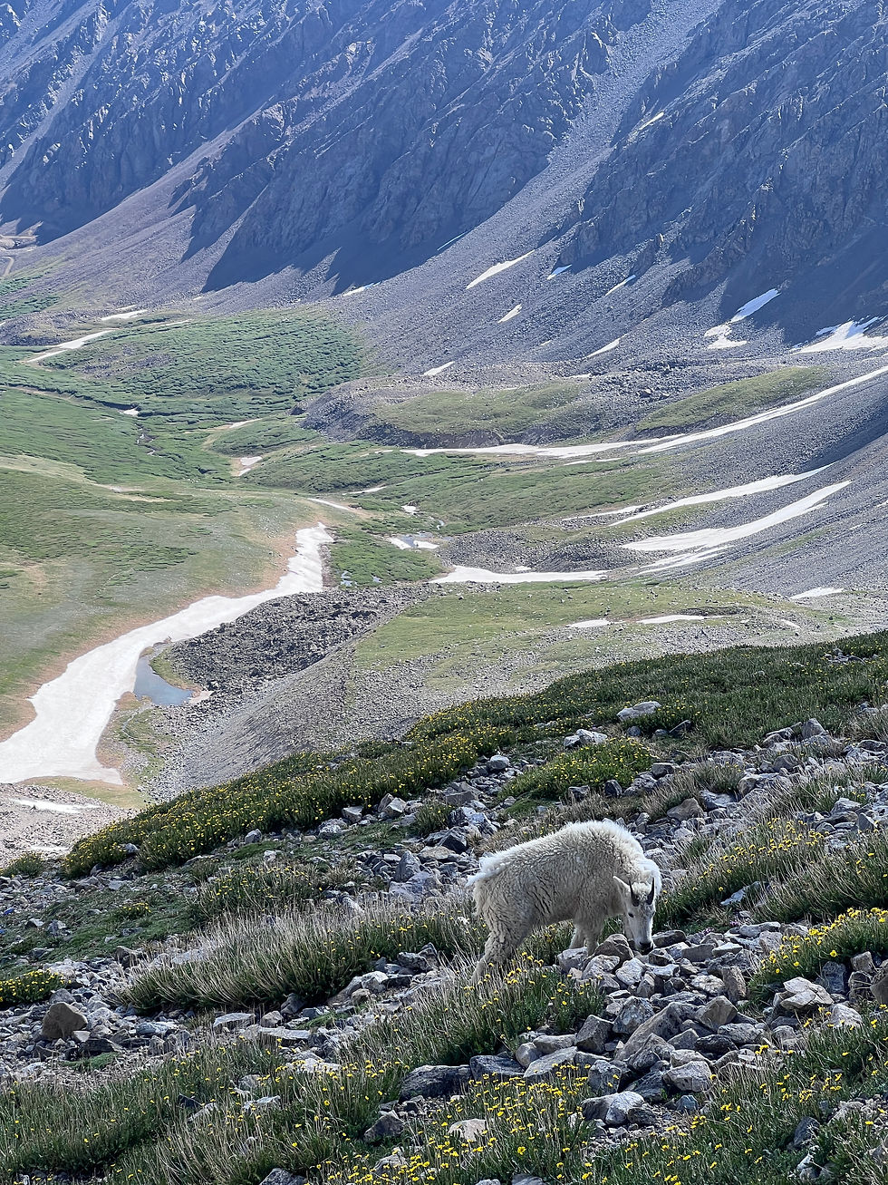 And saw our first mountain goat of the trail