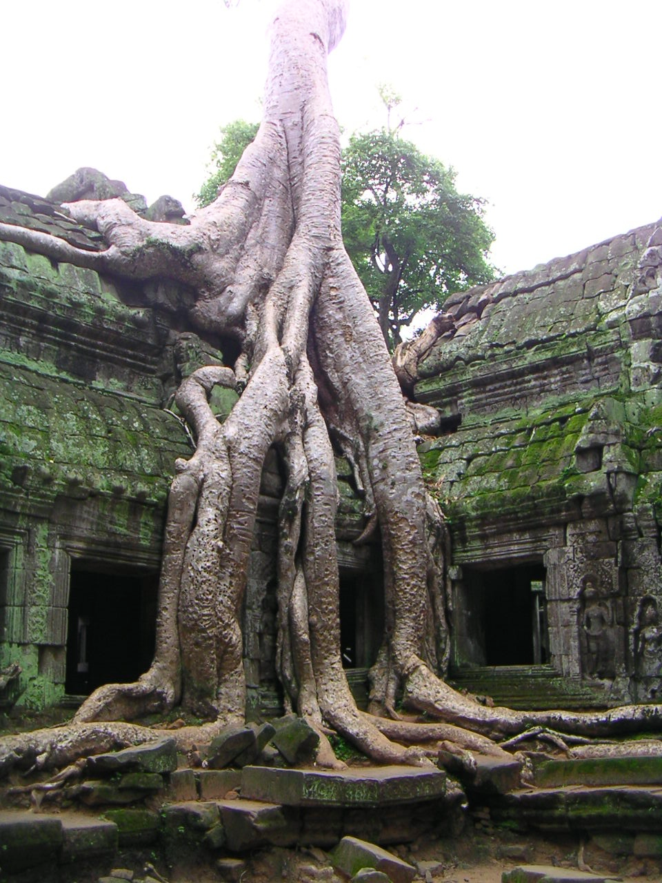 Roots of Claimation