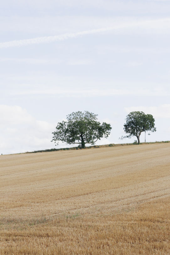Champ de blé mûr avec deux arbres isolés dans la campagne Tourangelle, sous un ciel légèrement nuageux, évoquant la tranquillité et l'immensité des espaces agricoles de la France. - © Ivy Cousin