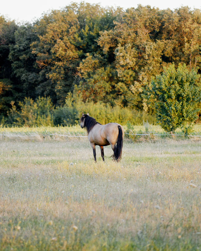 Champ de blé mûr avec deux arbres isolés dans la campagne Tourangelle, sous un ciel légèrement nuageux, évoquant la tranquillité et l'immensité des espaces agricoles de la France. - © Ivy Cousin