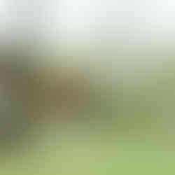 © Ivy Cousin | STORIES OF IVY