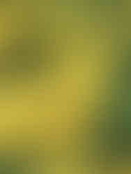 Forêt de Cheptainville, Essonne © Ivy Cousin | STORIES OF IVY