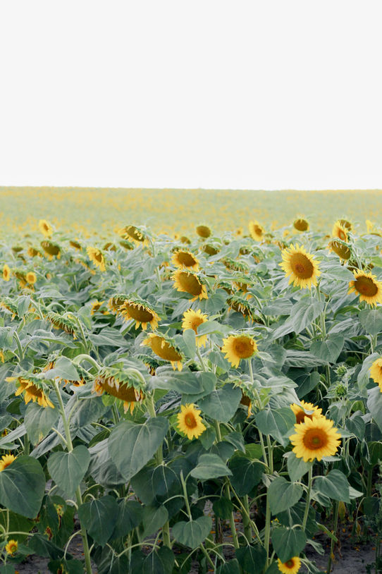 Champ de tournesols en fleur sous un ciel clair en Touraine, symbolisant la beauté et la tranquillité de la campagne française. - © Ivy Cousin