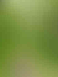 Forêt de Cheptainville, Essonne © Ivy Cousin | STORIES OF IVY