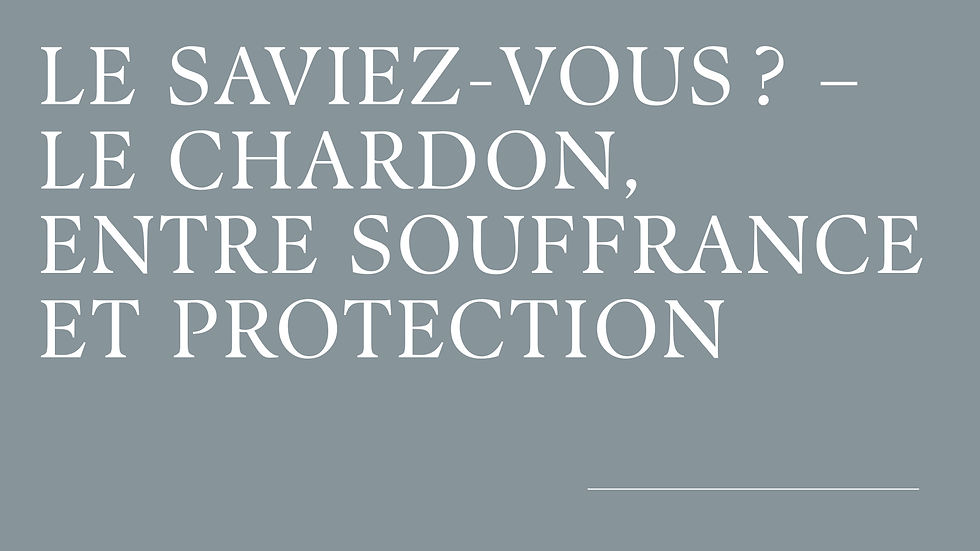 Le chardon, entre souffrance et protection