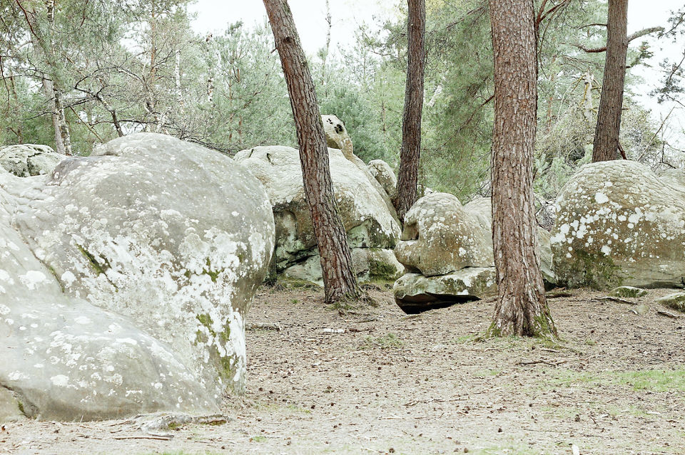 Forêt de Fontainebleau ©Ivy Cousin | STORIES OF IVY