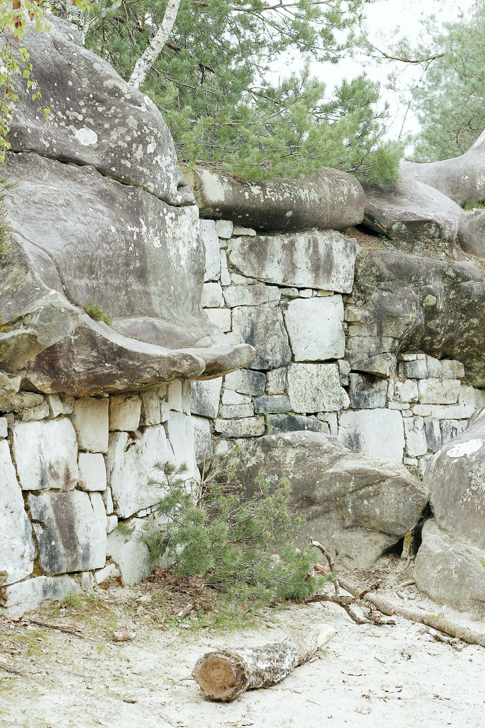 Forêt de Fontainebleau ©Ivy Cousin | STORIES OF IVY