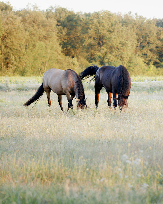 Deux chevaux, l'un brun foncé et l'autre beige, broutent côte à côte dans un champ herbeux avec un bosquet d'arbres luxuriants en arrière-plan, reflétant la vie paisible et naturelle de la campagne en Touraine. - © Ivy Cousin