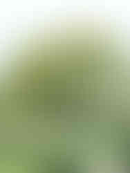 Fête des Fleurs de Saint de Saint Jean de Beauregard ©Ivy Cousin | STORIES OF IVY