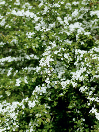 Forêt de Cheptainville, Essonne © Ivy Cousin | STORIES OF IVY
