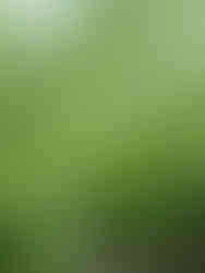 Forêt de Cheptainville, Essonne © Ivy Cousin | STORIES OF IVY