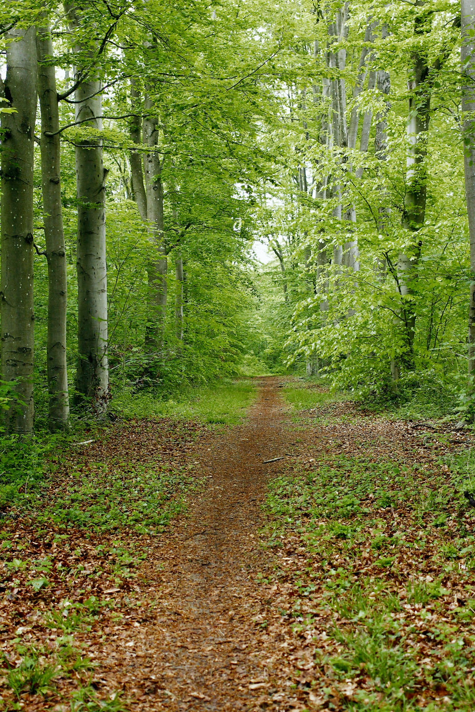 Forêt de Cheptainville, Essonne © Ivy Cousin | STORIES OF IVY