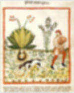 Arrachage d'une mandragore – Une plante mystérieuse des jardins médiévaux Manuscrit Tacuinum Sanitatis, Bibliothèque nationale de Vienne, vers 1390 Cette enluminure illustre l’arrachage d’une mandragore, une plante aux puissantes propriétés médicinales et magiques, souvent cultivée dans les jardins médiévaux à usage thérapeutique. Issue du Tacuinum Sanitatis, un traité médical médiéval d’origine arabe, cette image témoigne du savoir botanique médiéval et de la transmission des connaissances sur les plantes.