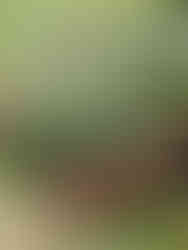 Fête des Fleurs de Saint de Saint Jean de Beauregard ©Ivy Cousin | STORIES OF IVY