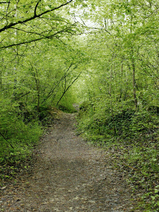Forêt de Cheptainville, Essonne © Ivy Cousin | STORIES OF IVY