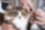 cat-grooming.jpg