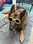 Bodhi