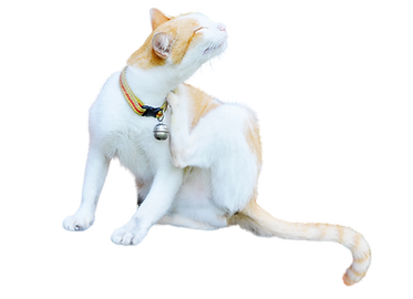 Untitled design (12).png