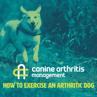 How to Exercise an Arthritic Dog