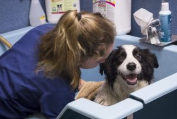 dog getting hydrobath.jpg